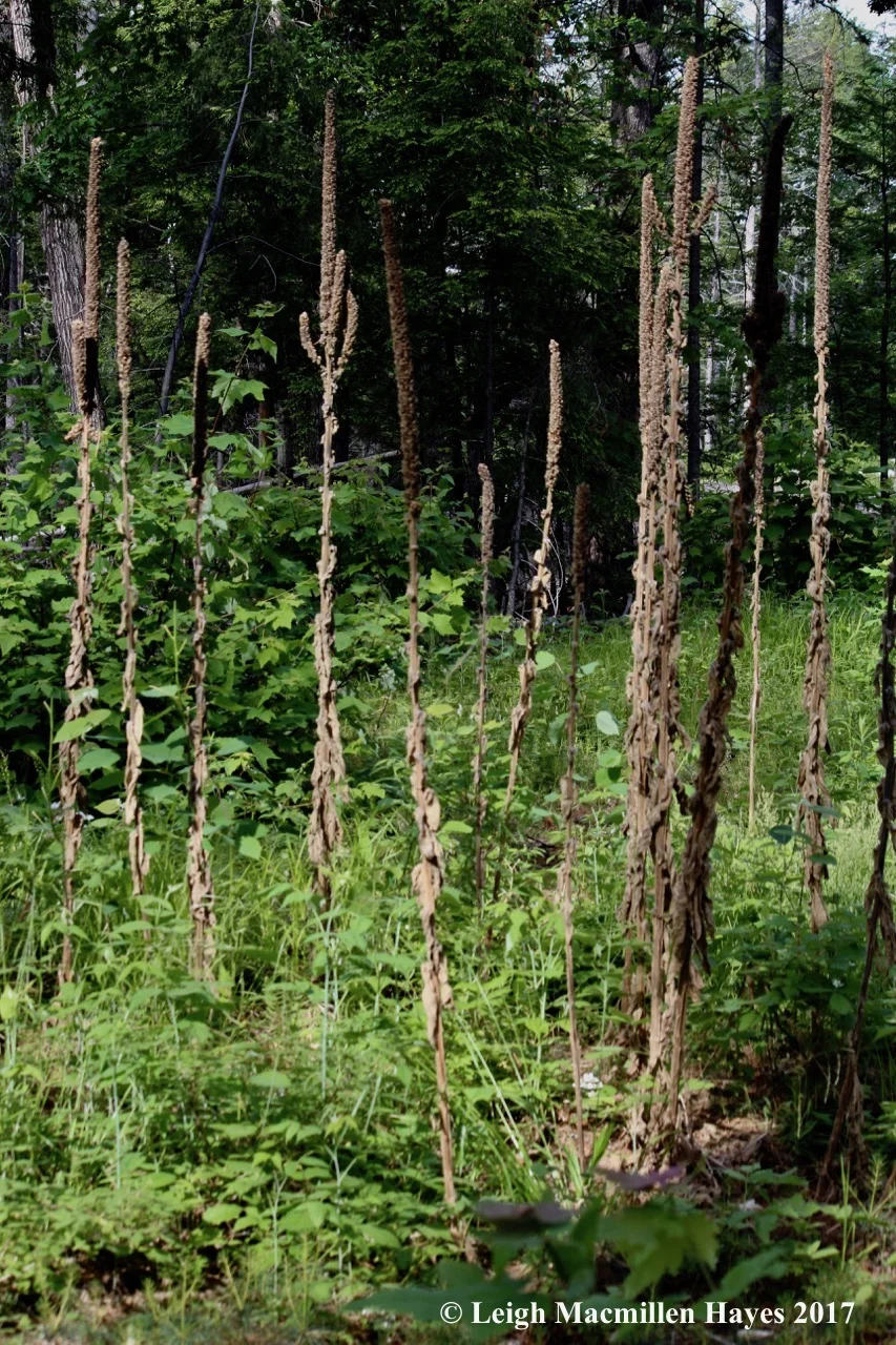 l-common-mullein-cacti.jpg