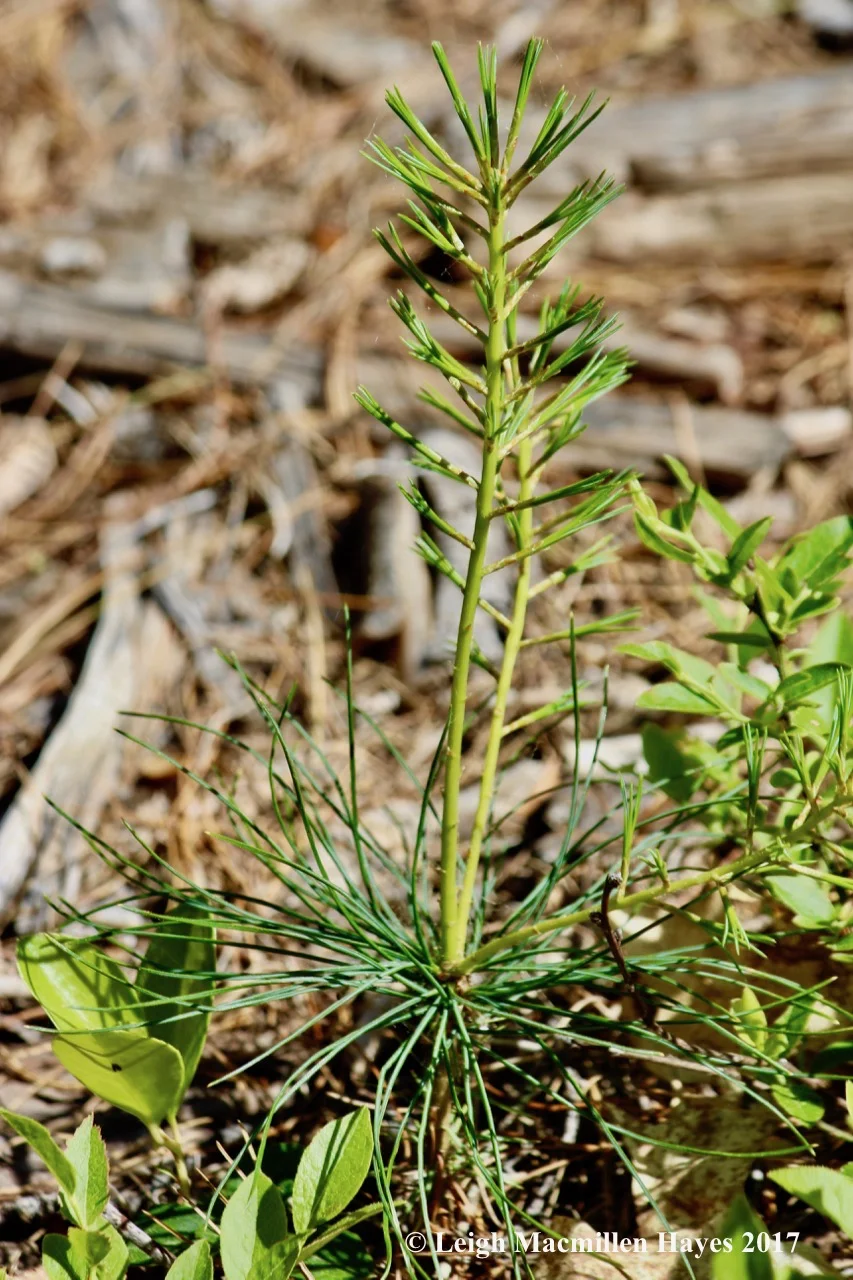l-pine-sapling.jpg