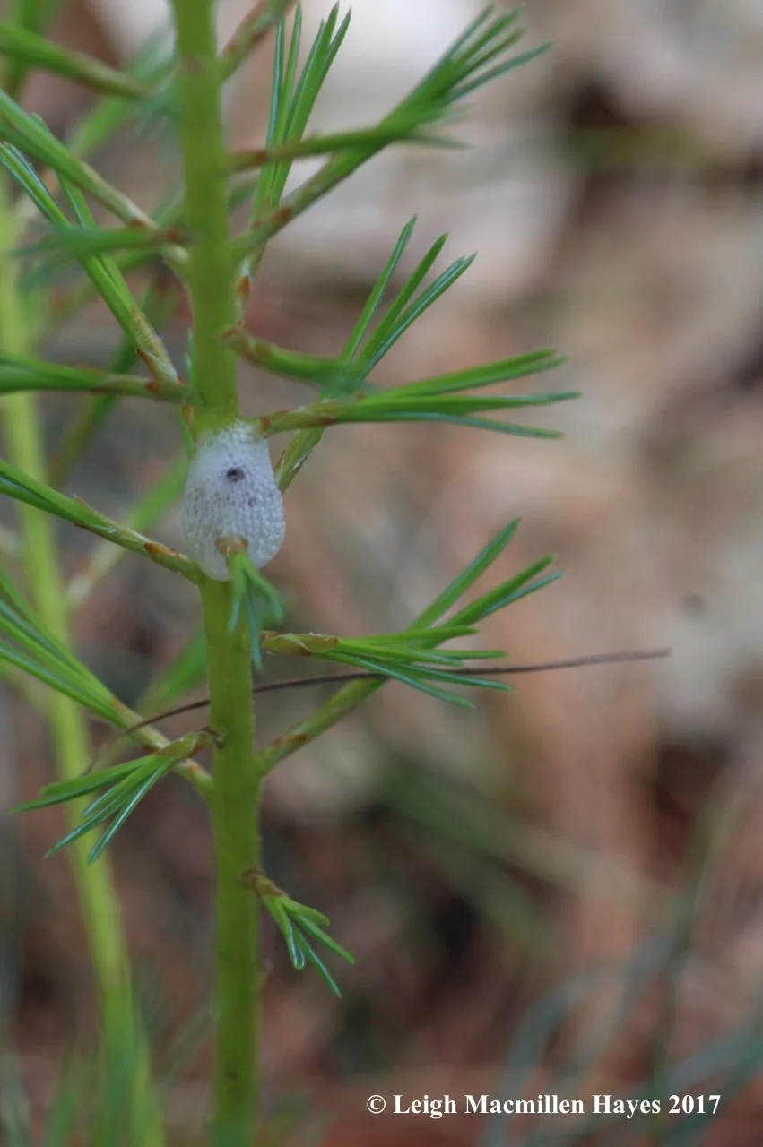 l-spittlebug.jpg