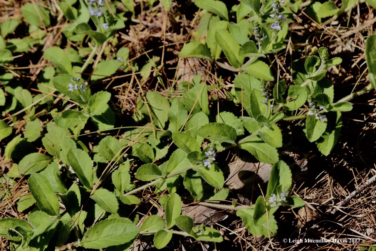 l-common-speedwell.jpg