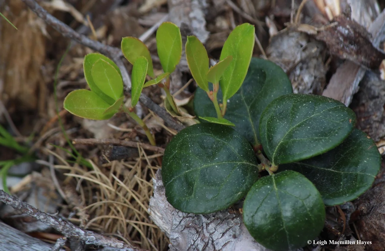 l-wintergreen-sporting-new-growth.jpg