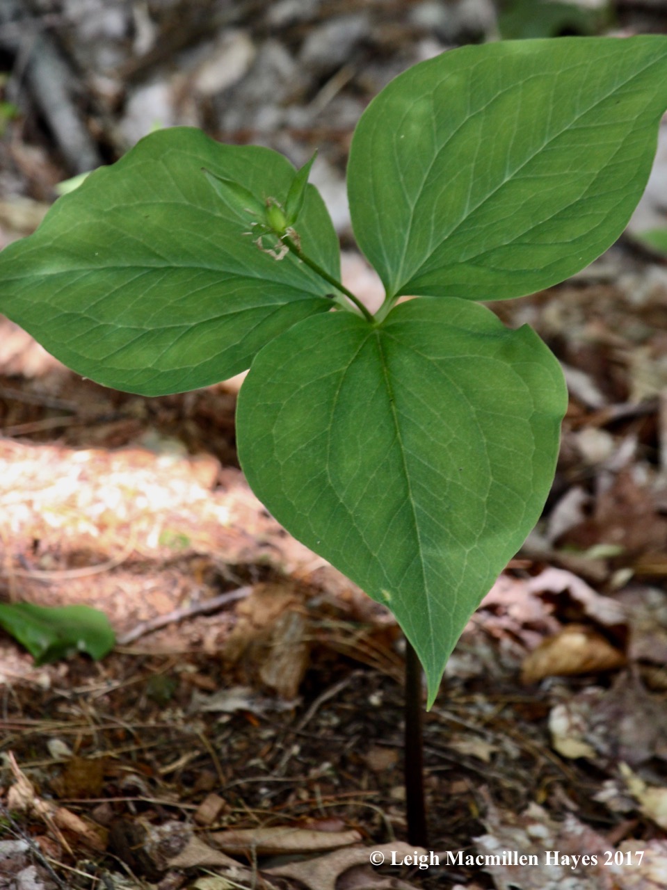 l-red-trillium.jpg