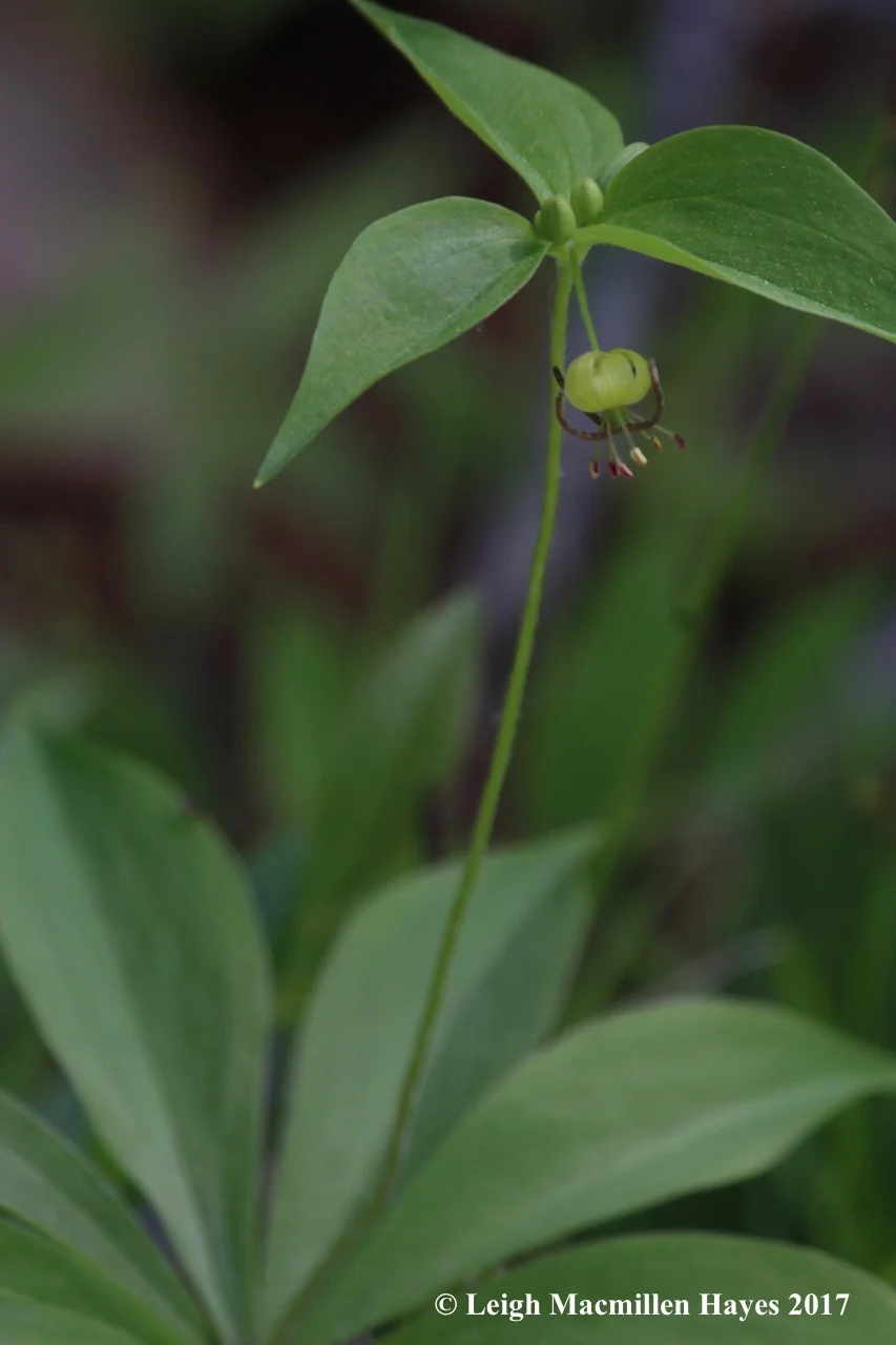 l-indian-cucumber-root.jpg