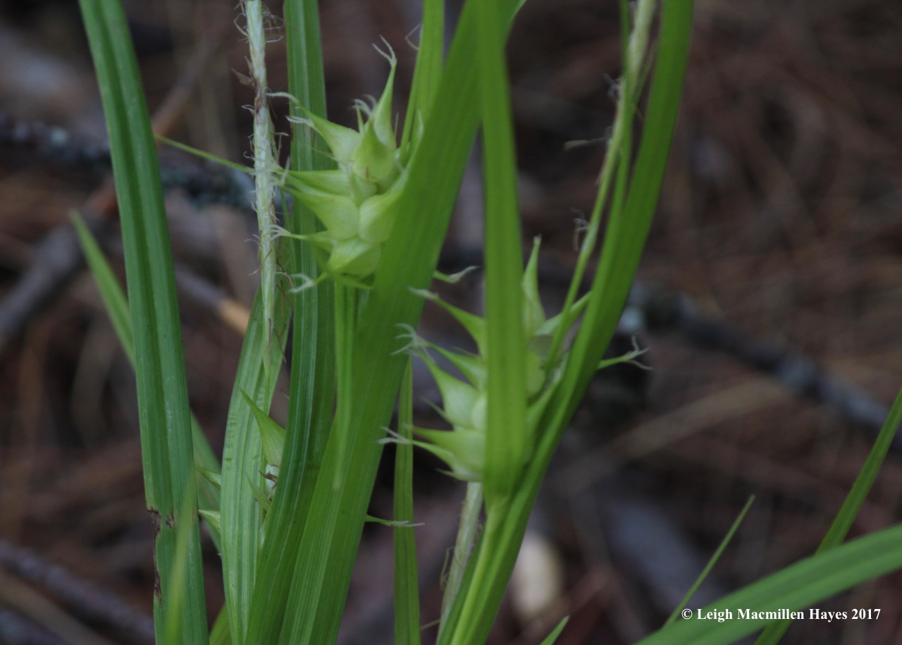 l-greater-bladder-sedge.jpg