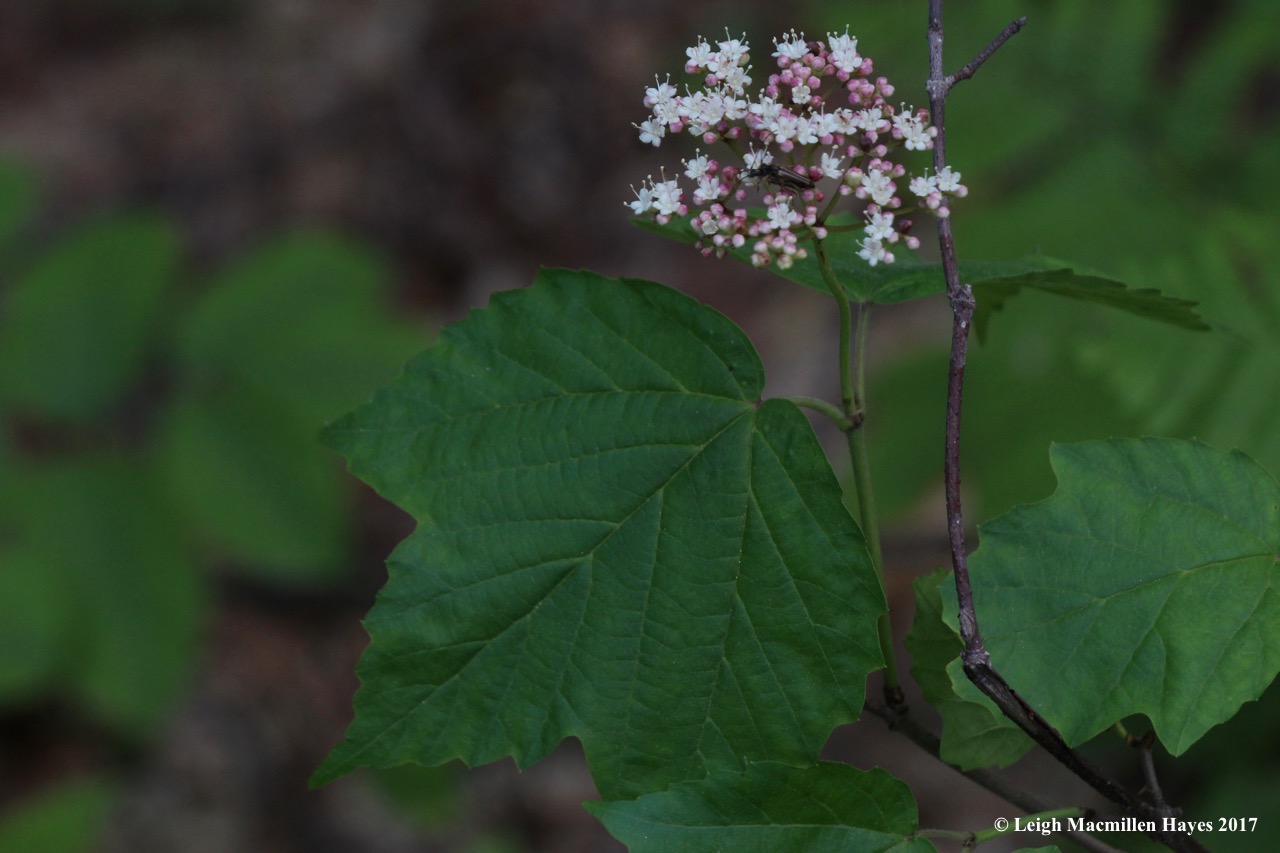 l-maple-leaved-viburnum.jpg