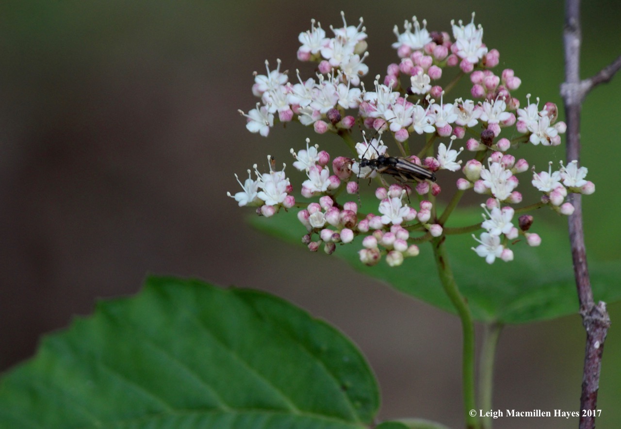 l-beetles-canoodling-on-maple-leaved-viburnum-2.jpg