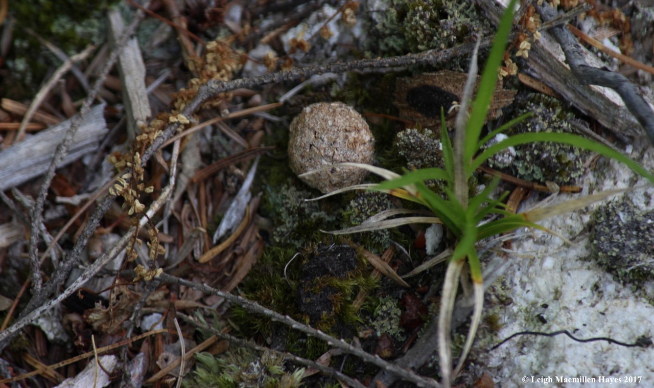 l-snowshoe-hare-scat-2.jpg