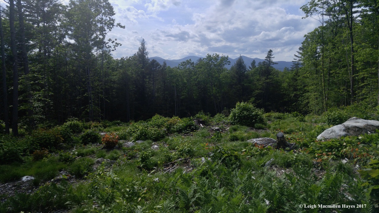 l-field-view.jpg