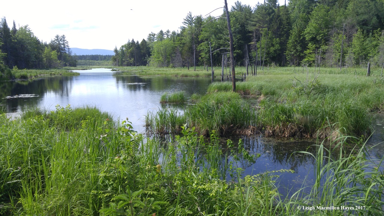 l-long-meadow.jpg