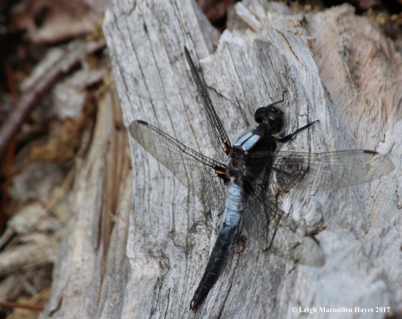 l-chalk-fronted-corporal.jpg
