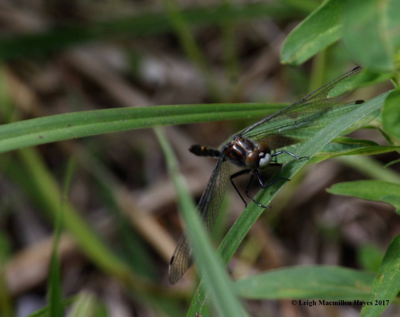 l-eye-to-eye-with-dragonfly-white-face.jpg