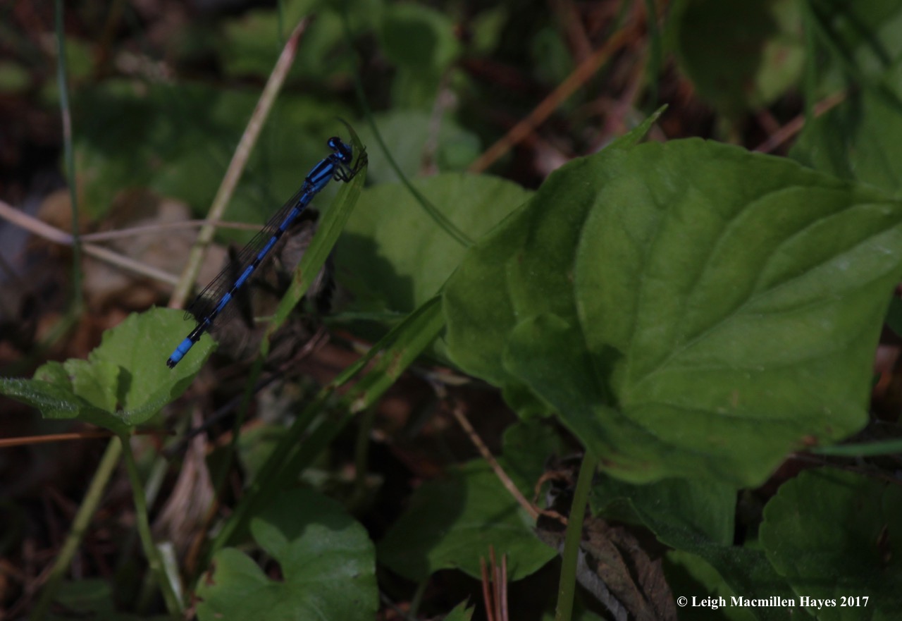 l-familiar-bluet.jpg