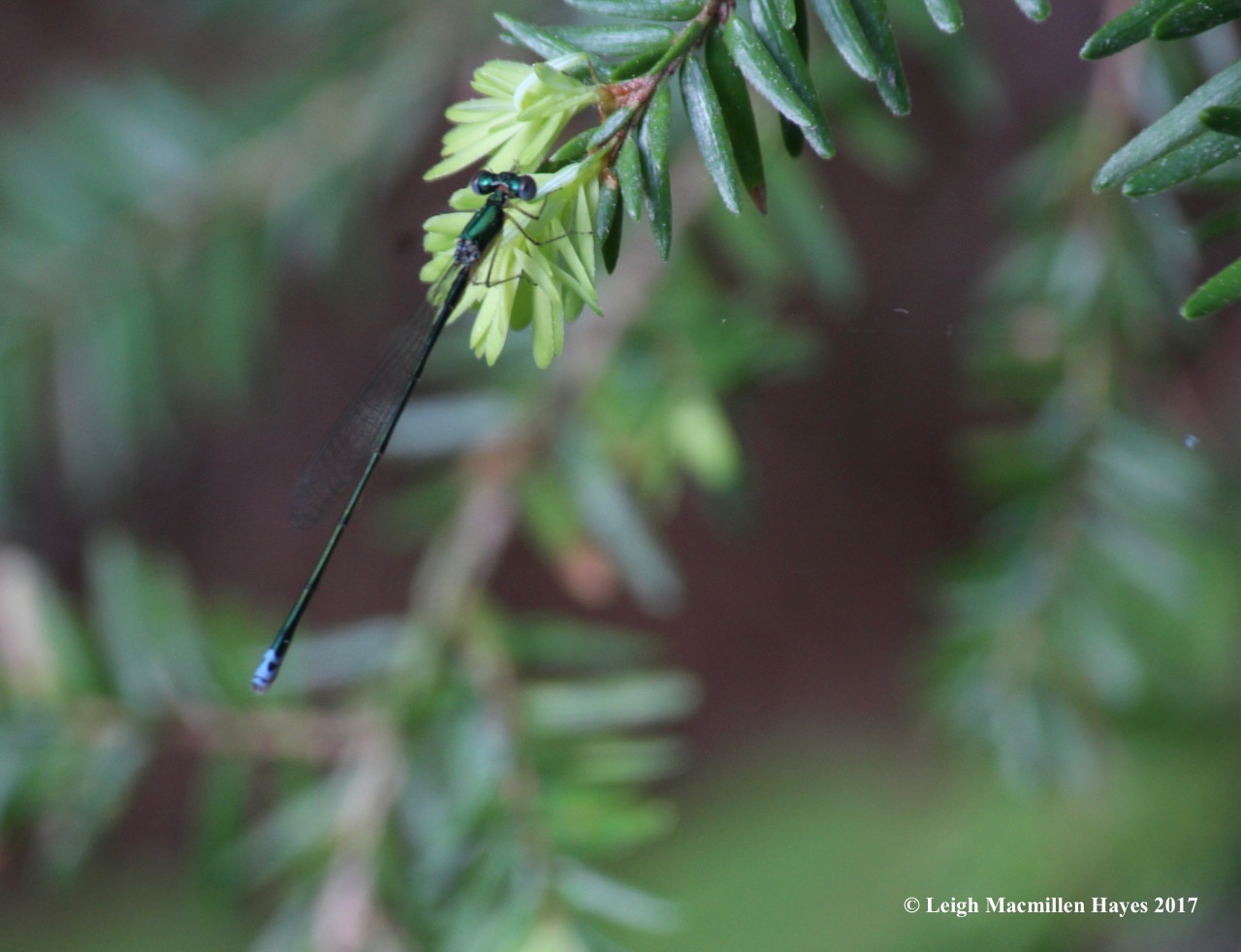 l-sedge-sprite.jpg