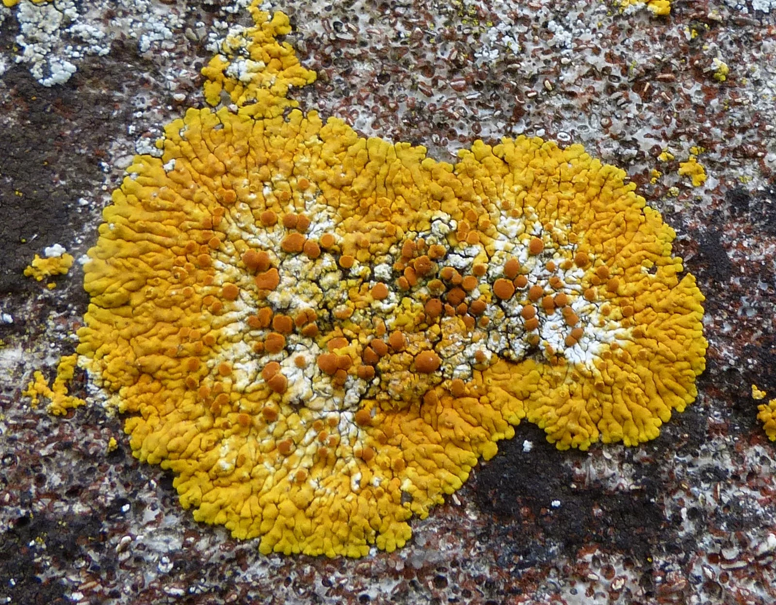 P1020413.jpg