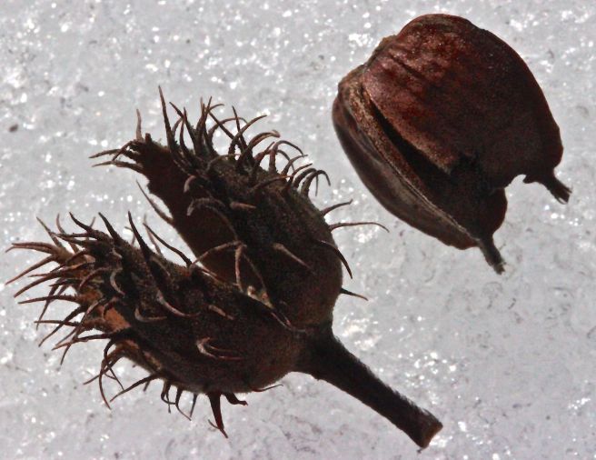 sb-beech-nut1.jpg