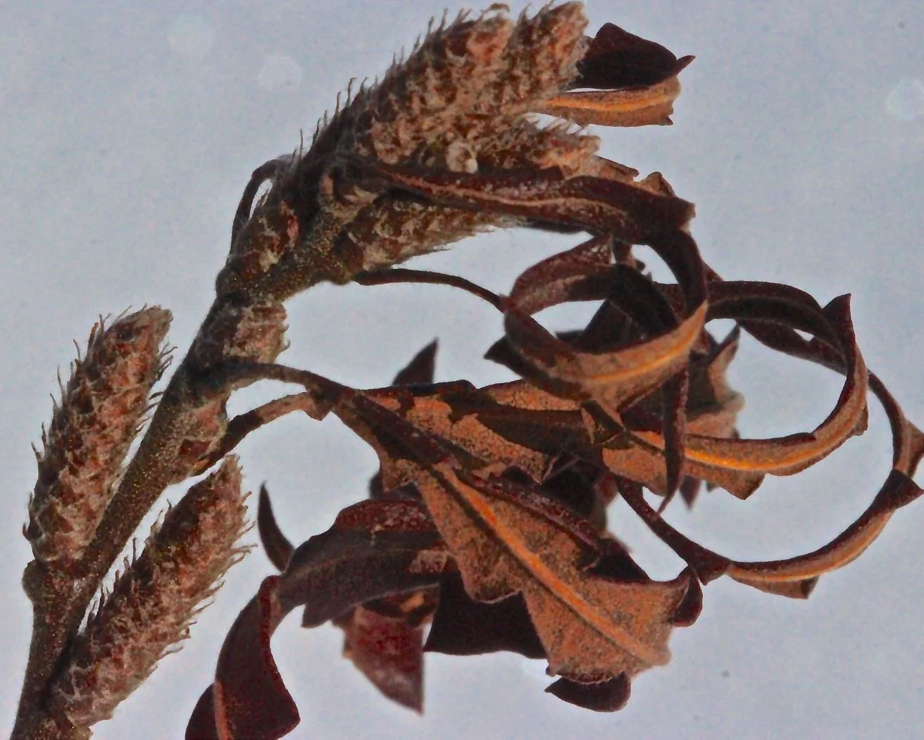 sb-sweet-fern-begin-blue-trail.jpg