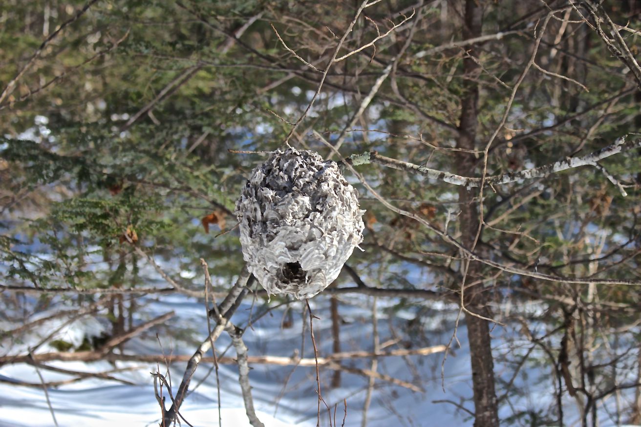 sb-nest-2.jpg