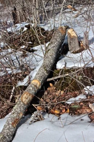 sb-beaver-trees-new-and-old-2.jpg