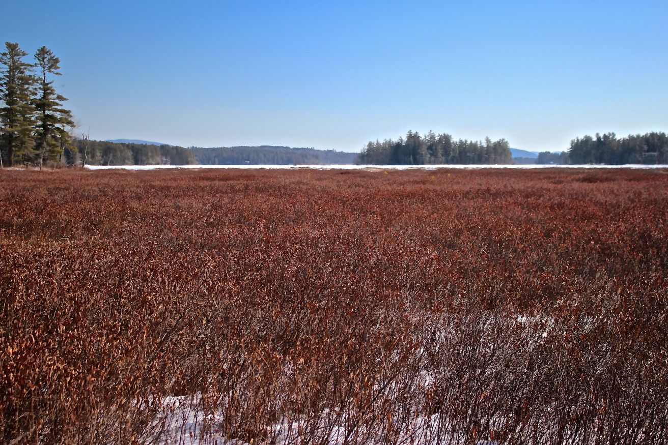 sb-near-outlet-leatherleaf-fields-forever.jpg