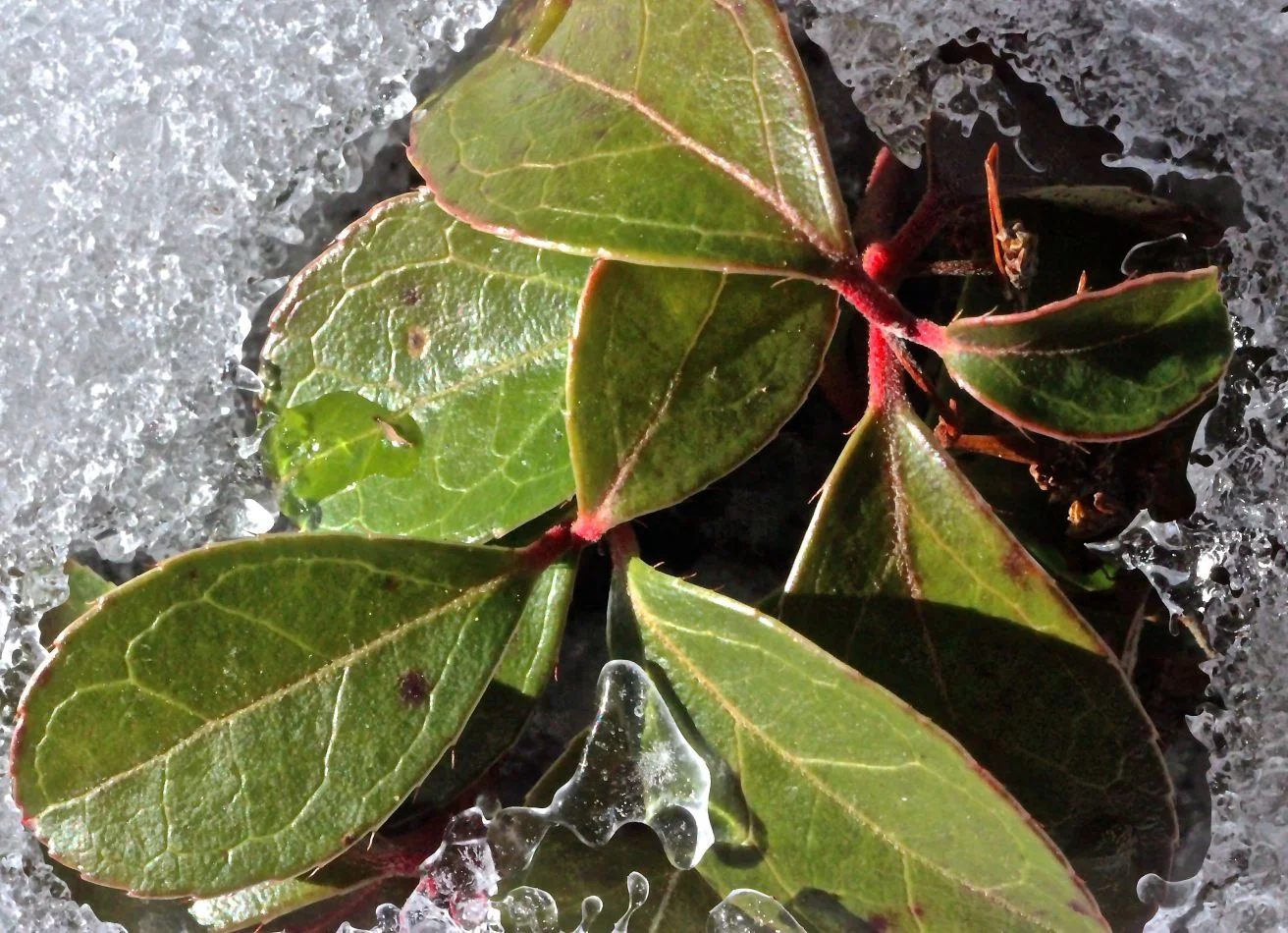 sb-wintergreen-2.jpg