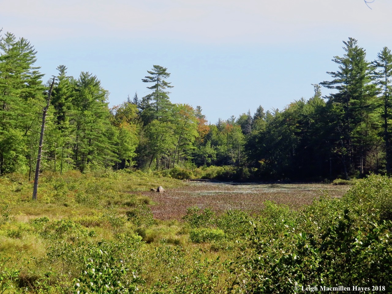 14-moose-pond-bog.jpg