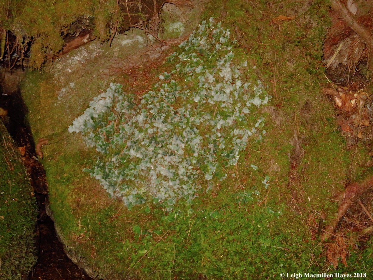 17-liverwort.jpg