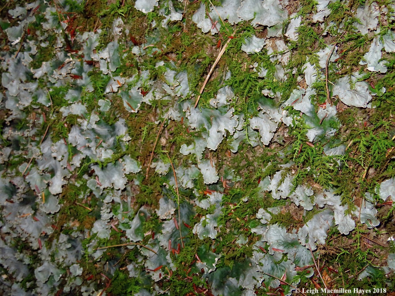 18a-peltigera-aphthosa.jpg