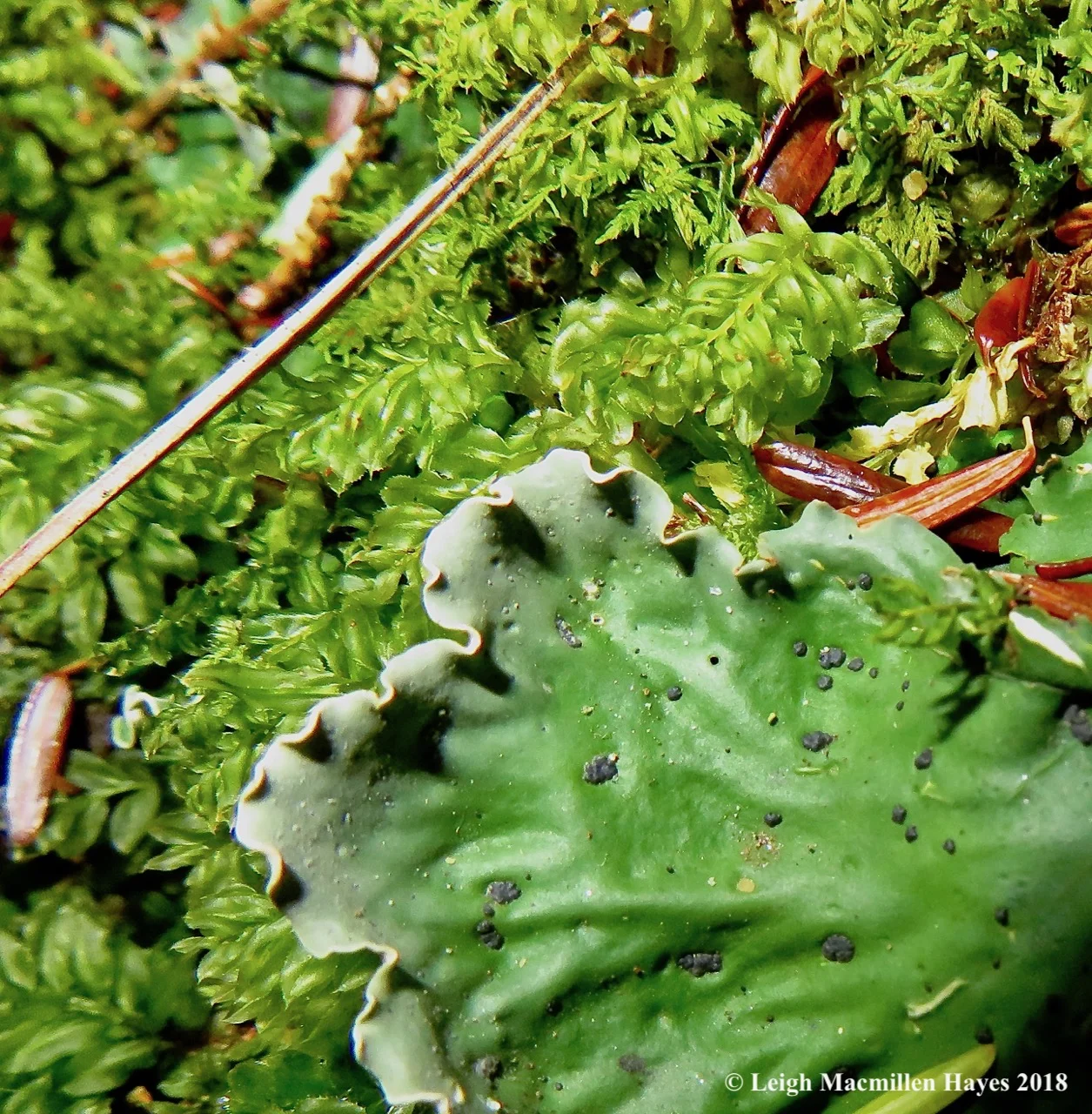 20b-peltigera-aphthosa.jpg