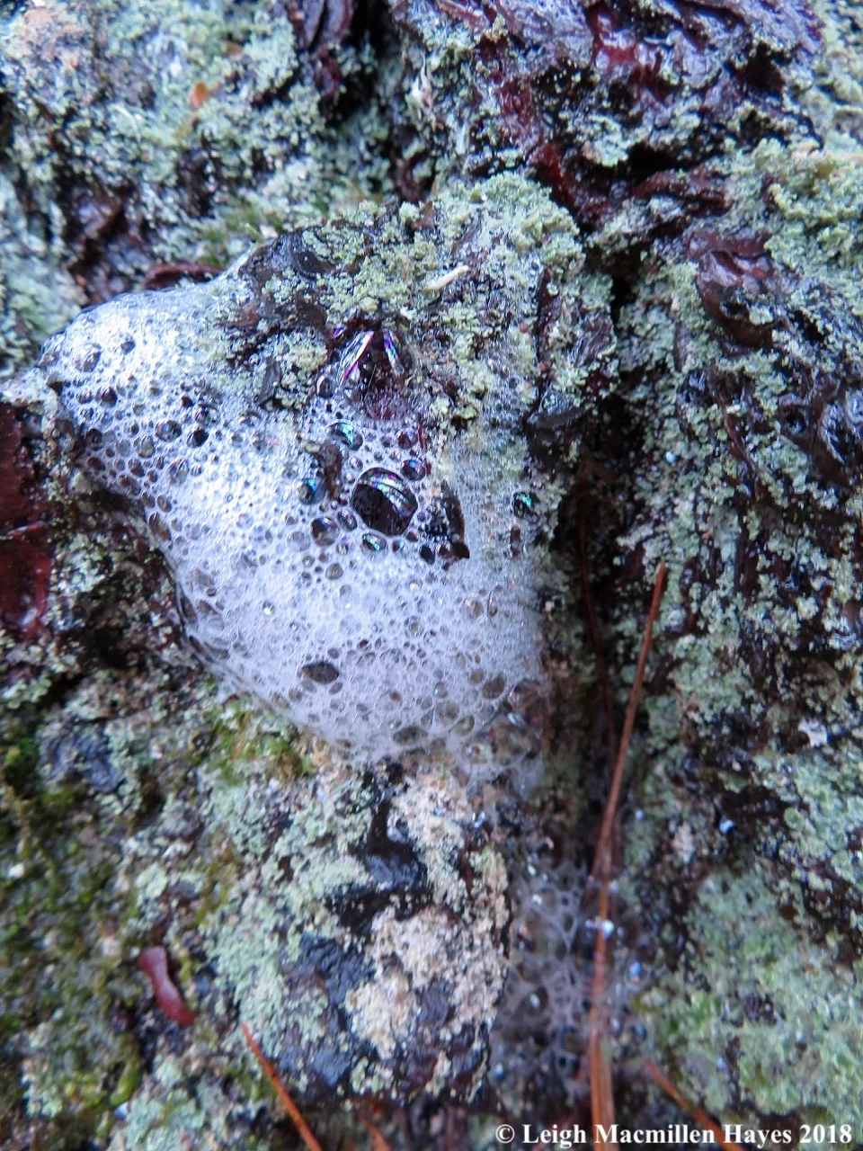 6-pine-soap.jpg