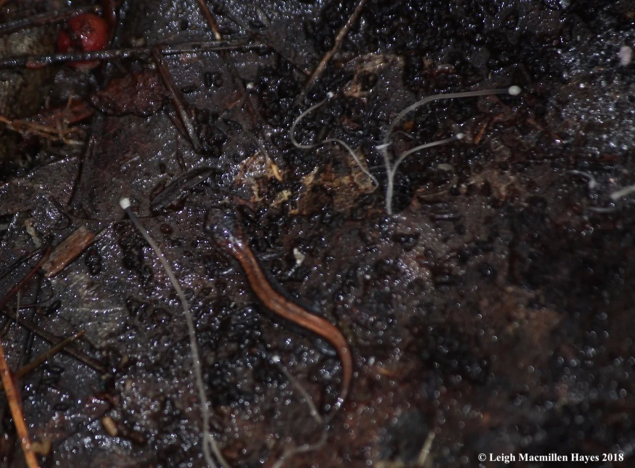 12-baby-red-backed-salamander.jpg
