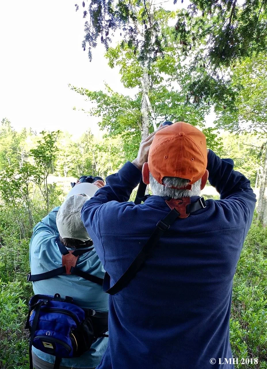 watching herons.jpg
