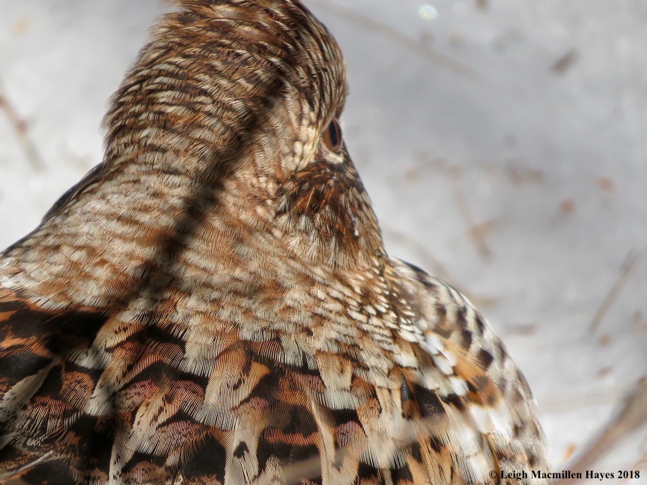 6-check-feathers.jpg