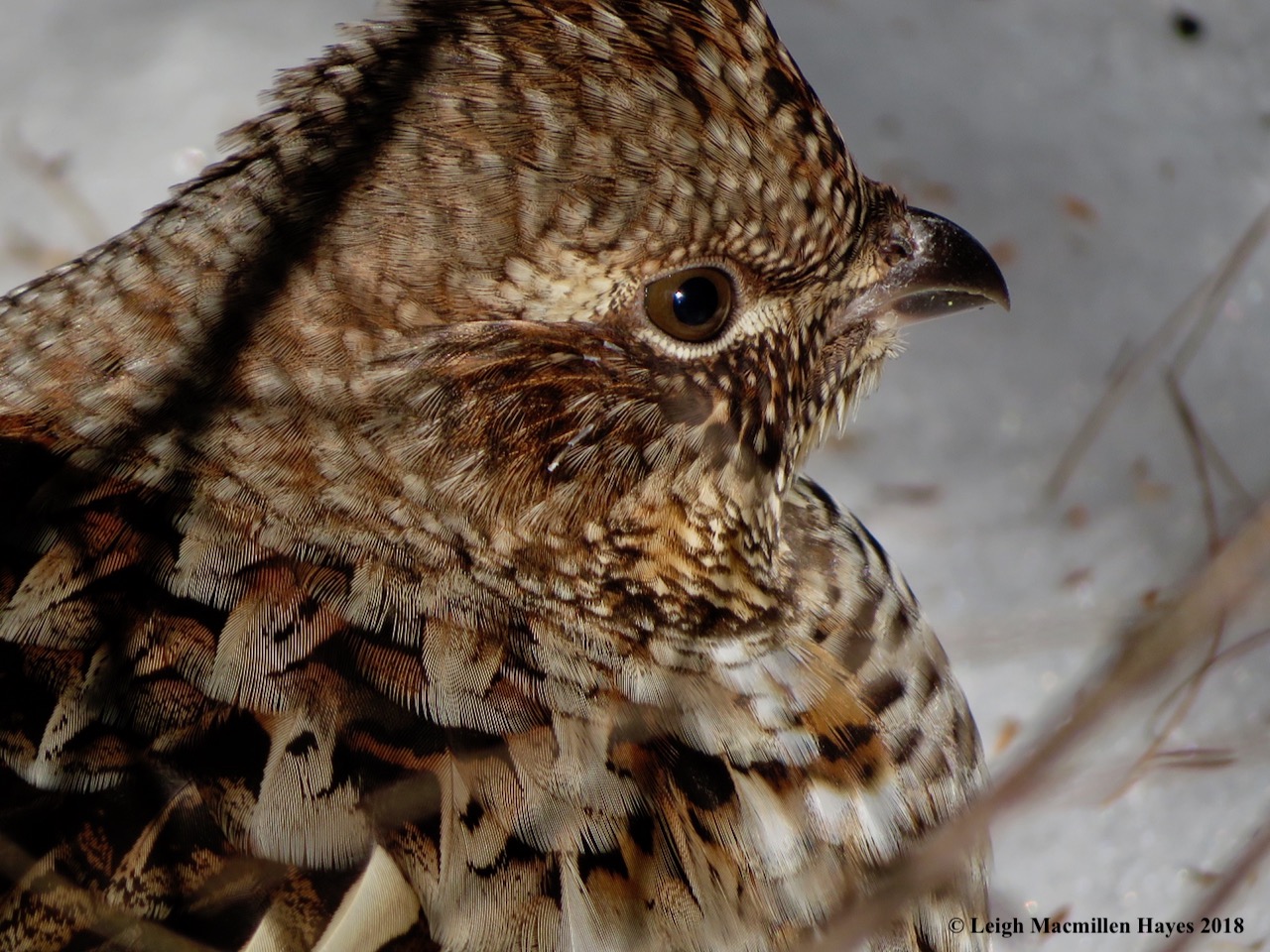 7-profile-feathers-overlap.jpg