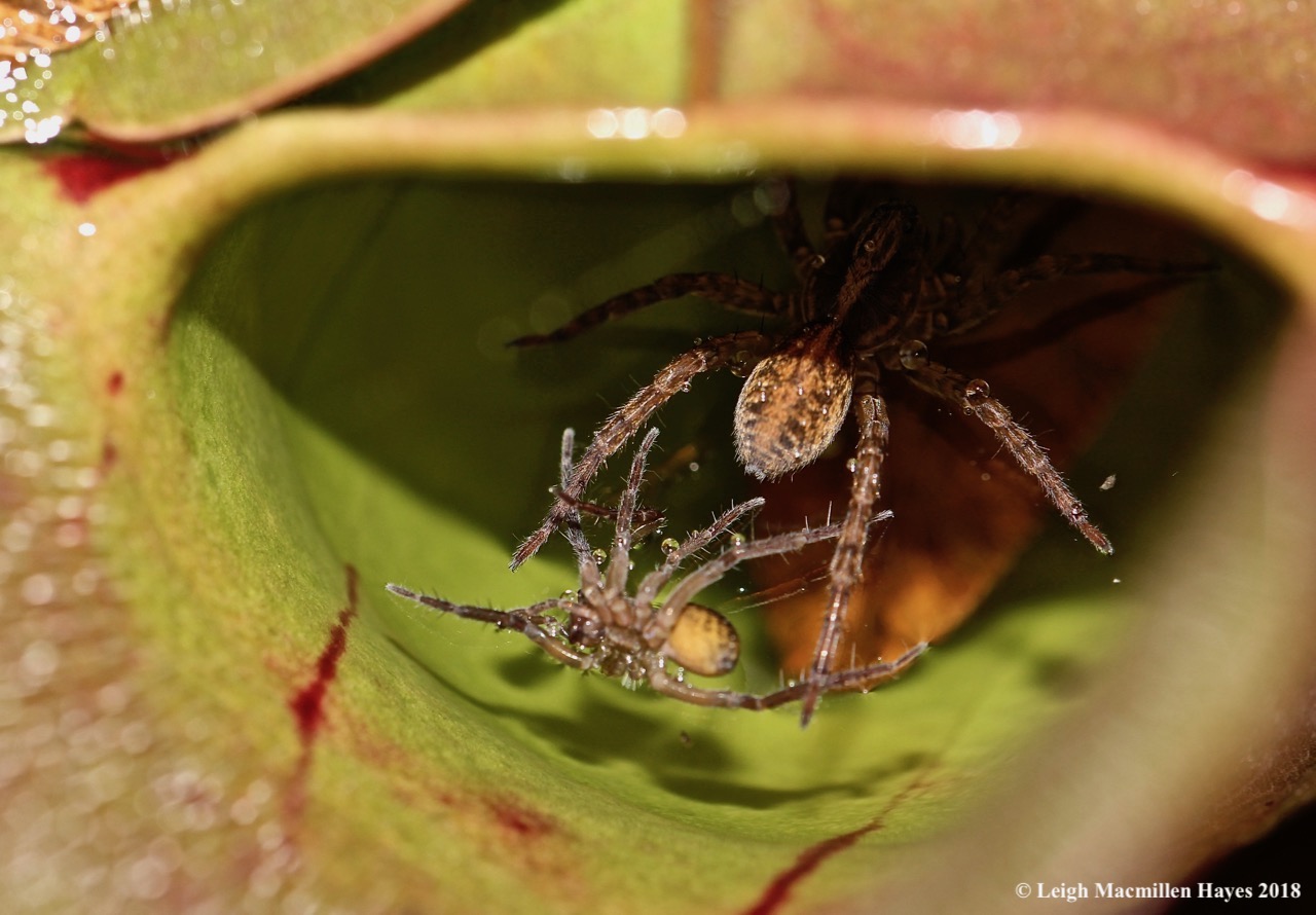 A live and dead spider within a pitcher plant leaf