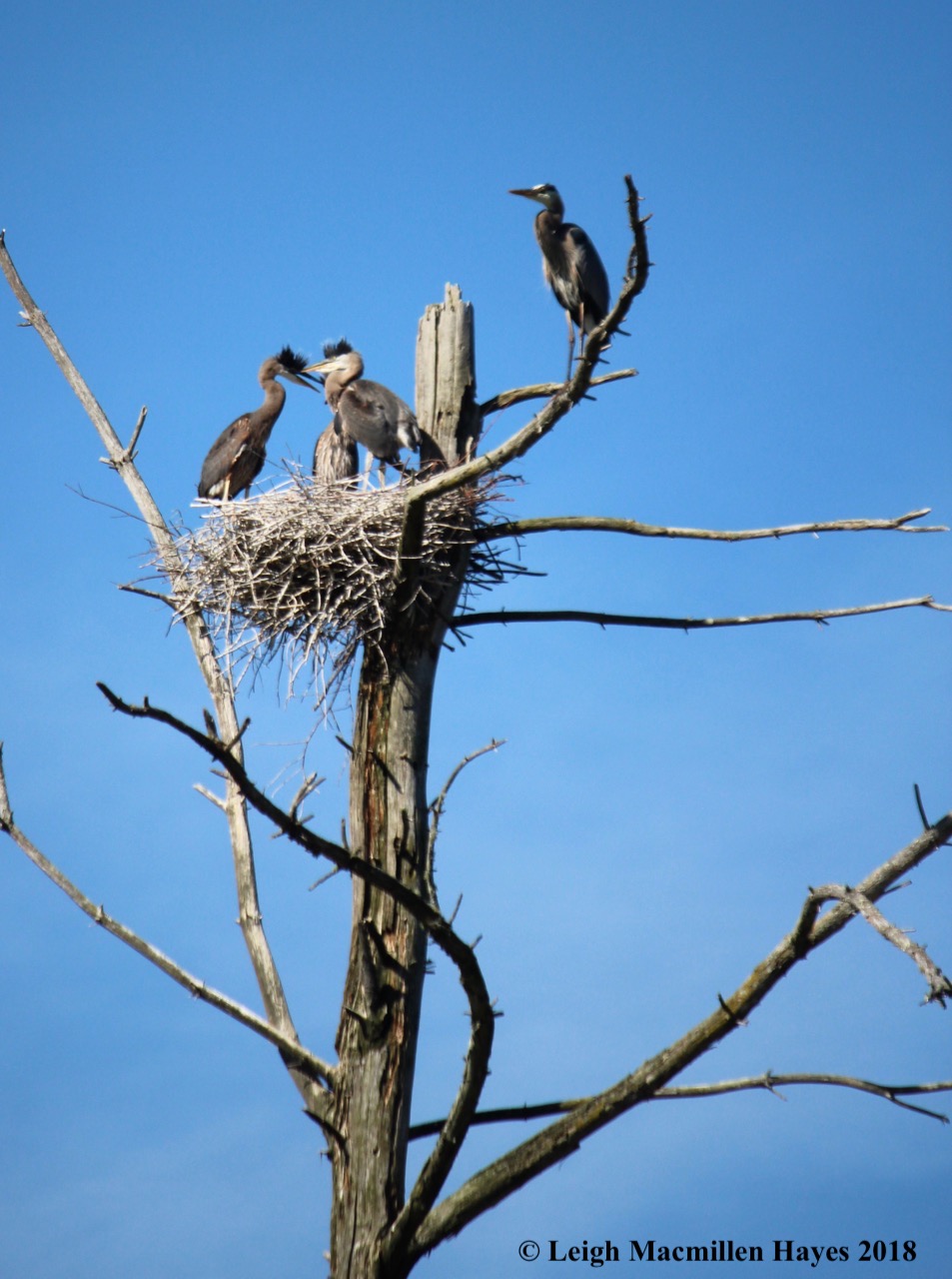 Great Blue Heron youngsters waiting for a meal