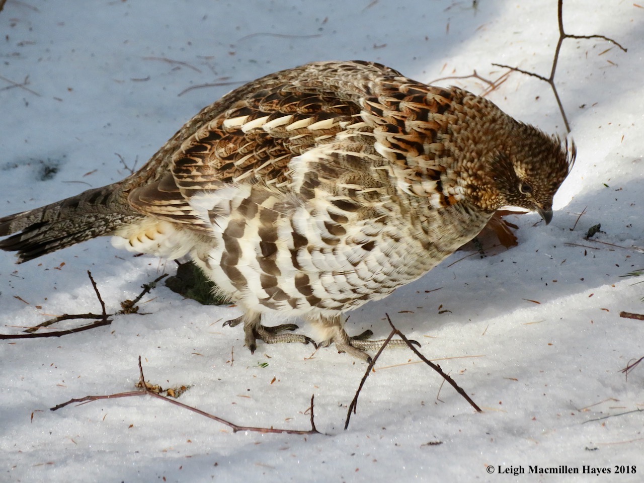 ArGee as last seen a few weeks ago. A ruffed grouse startled me in the same area yesterday. Was it him? Or another? I’m not sure, but I am grateful that it behaved as a ruffed grouse should by flying off