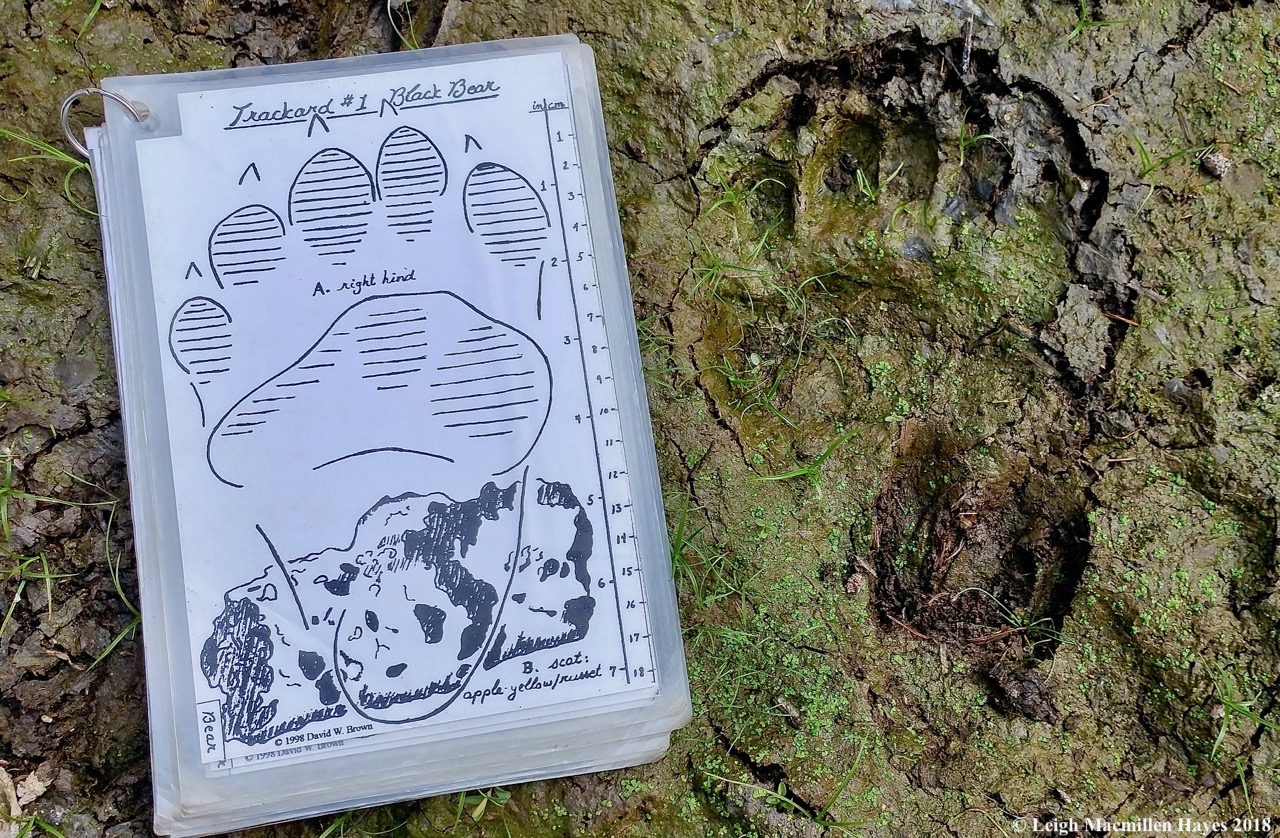 Bear print and deer print in a kettle bog in Lovell