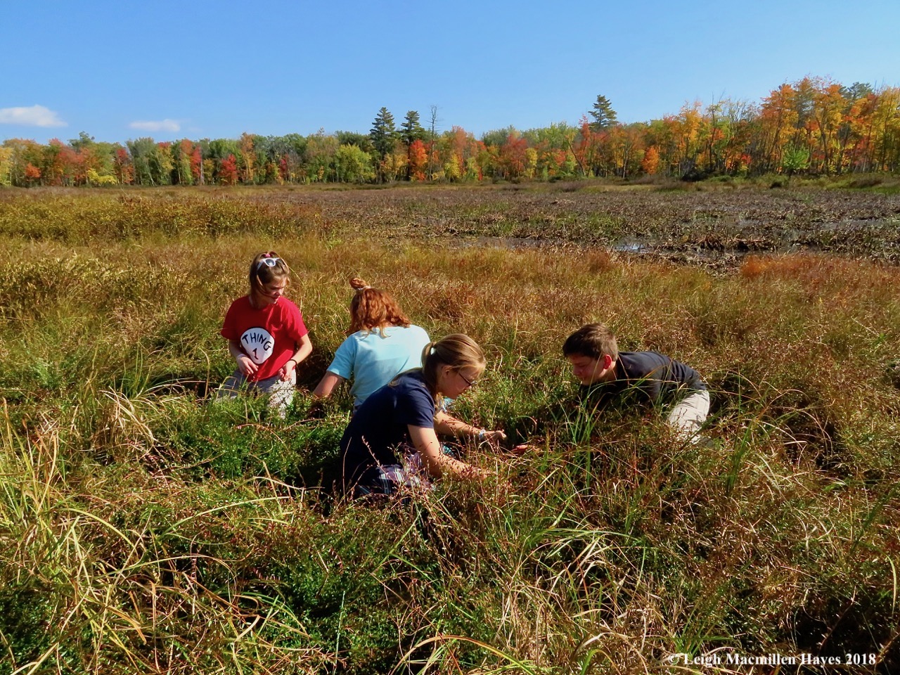 Middle school students from Molly Ockett’s MESA program picking cranberries in the GLLT fen