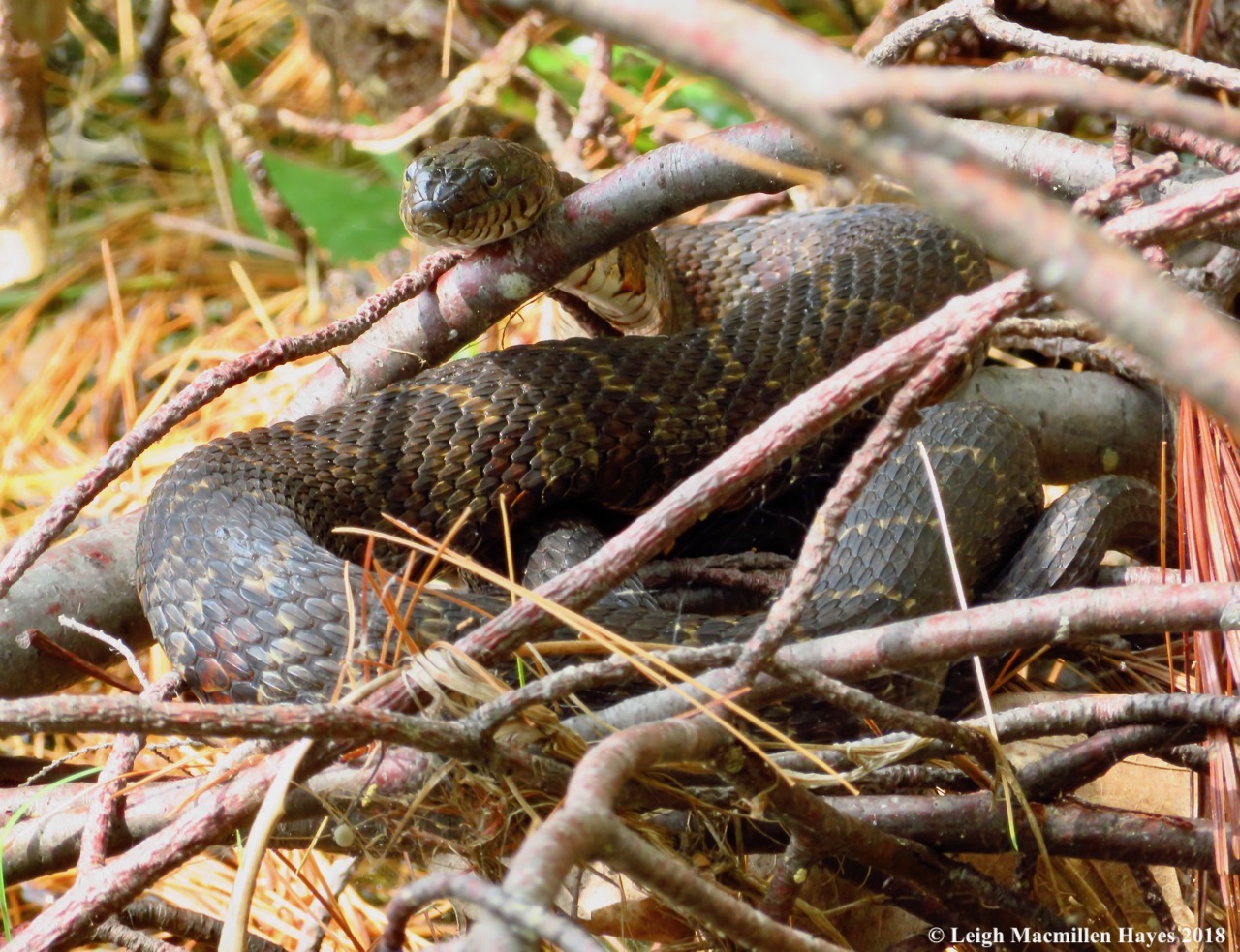 Water snake at the GLLT Otter Rock