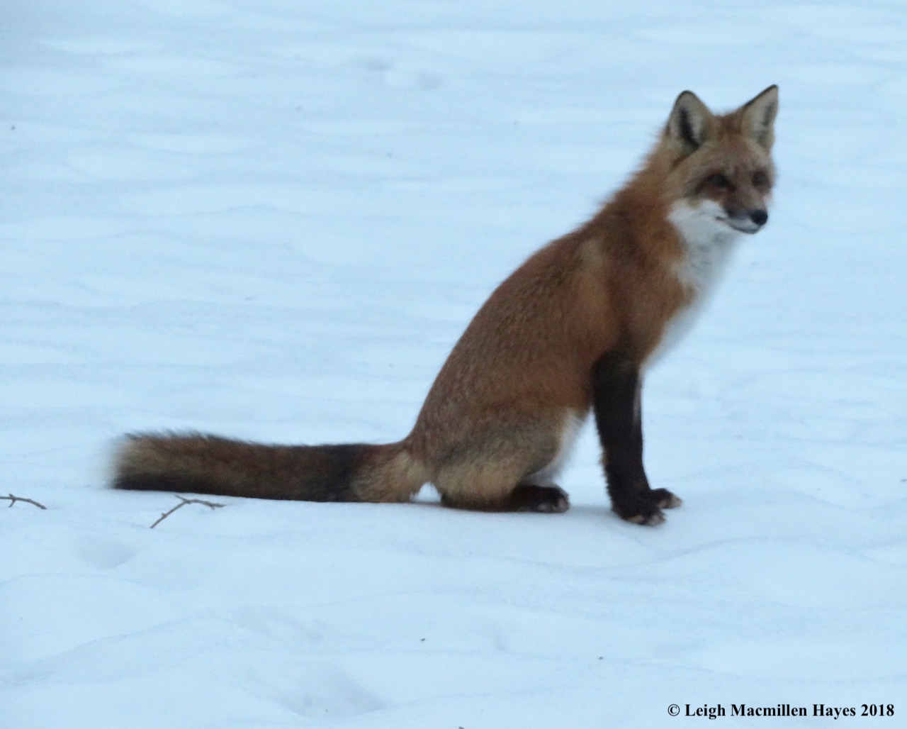 My daily fox–12/30/18