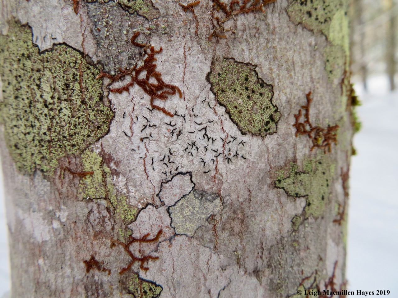 7-looking-at-bark-lichens-and-liverworts.jpg