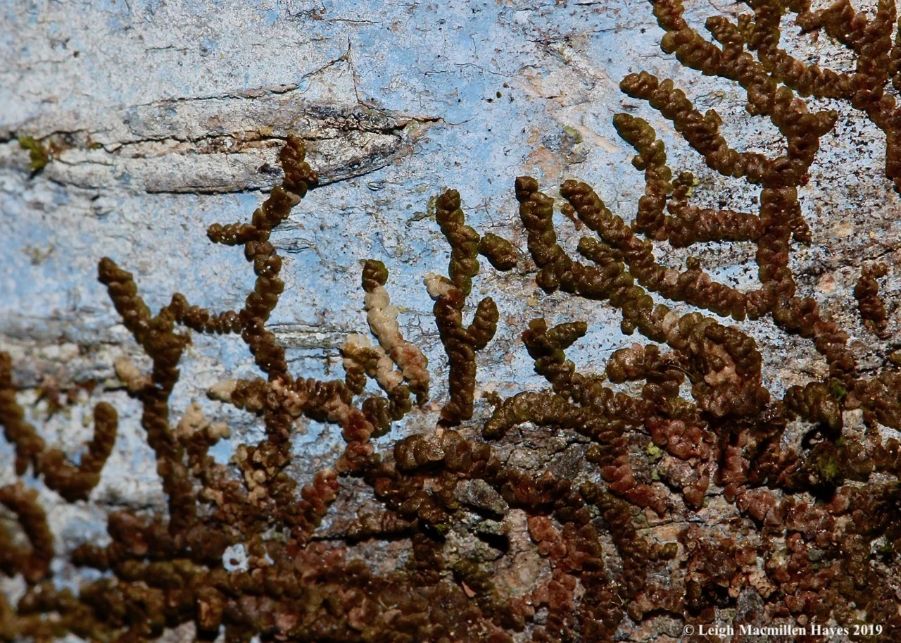 8-frullania.jpg