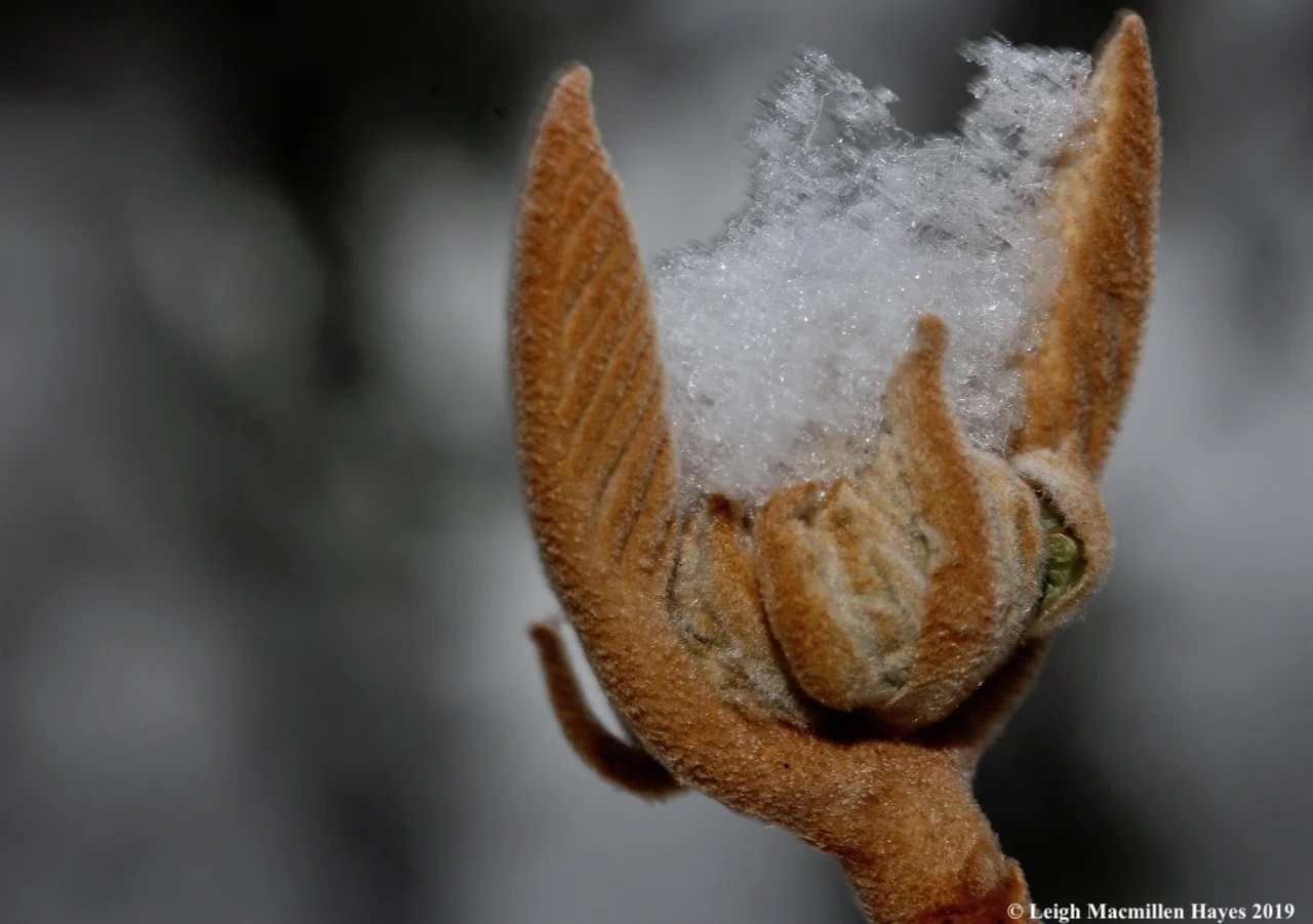 14a-hobblebush-buds.jpg