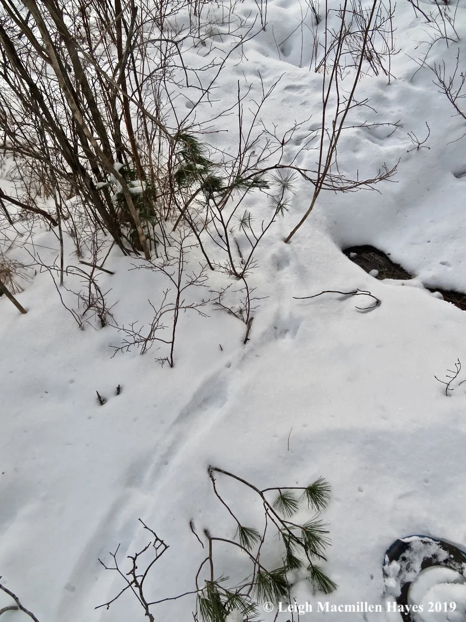 17-mink-tracks.jpg