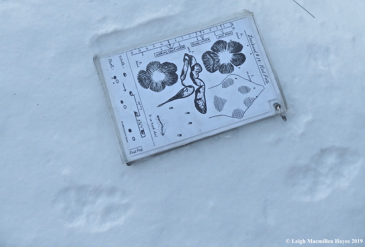 6-red-fox-prints.jpg