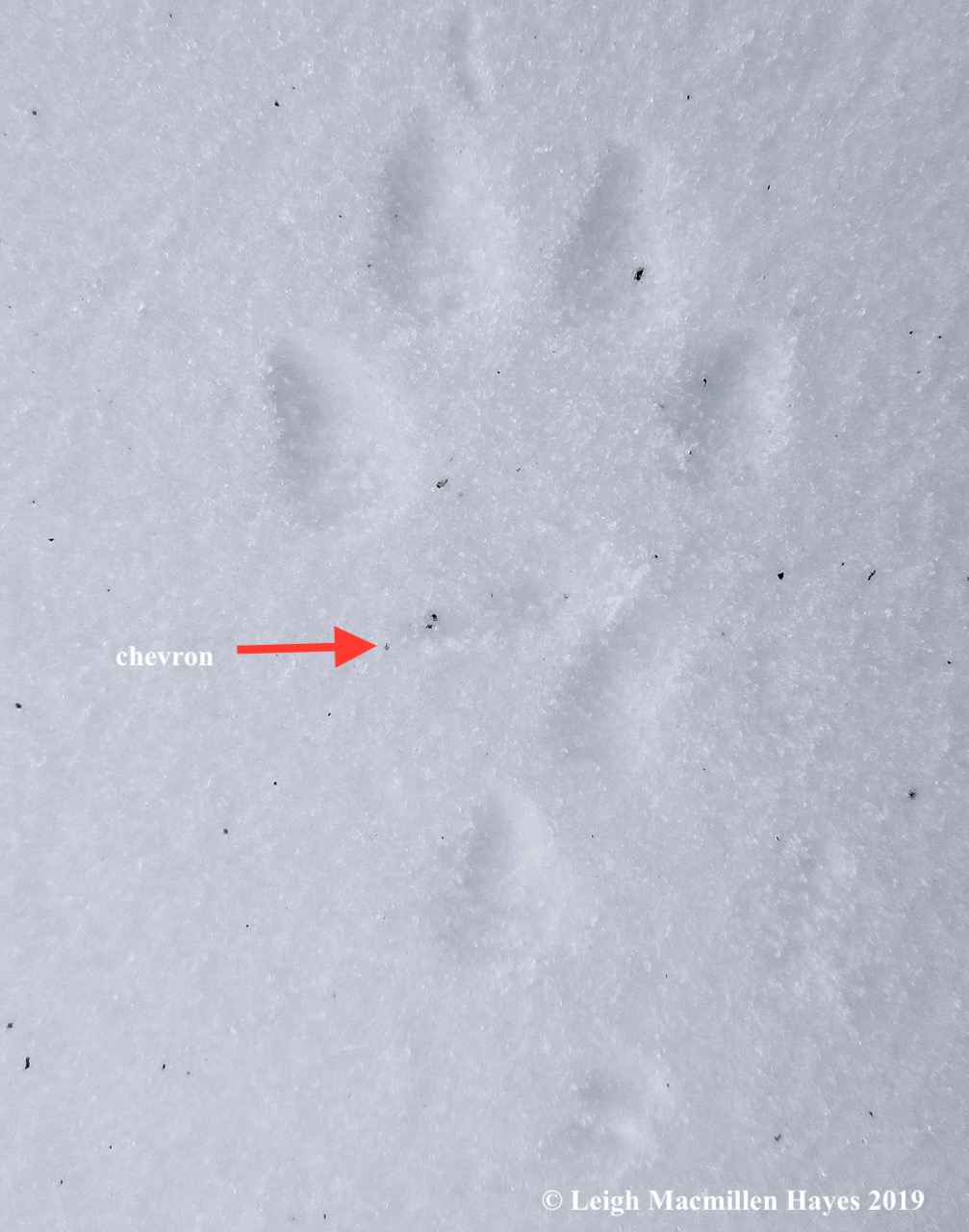 7-red-fox-chevron.jpg