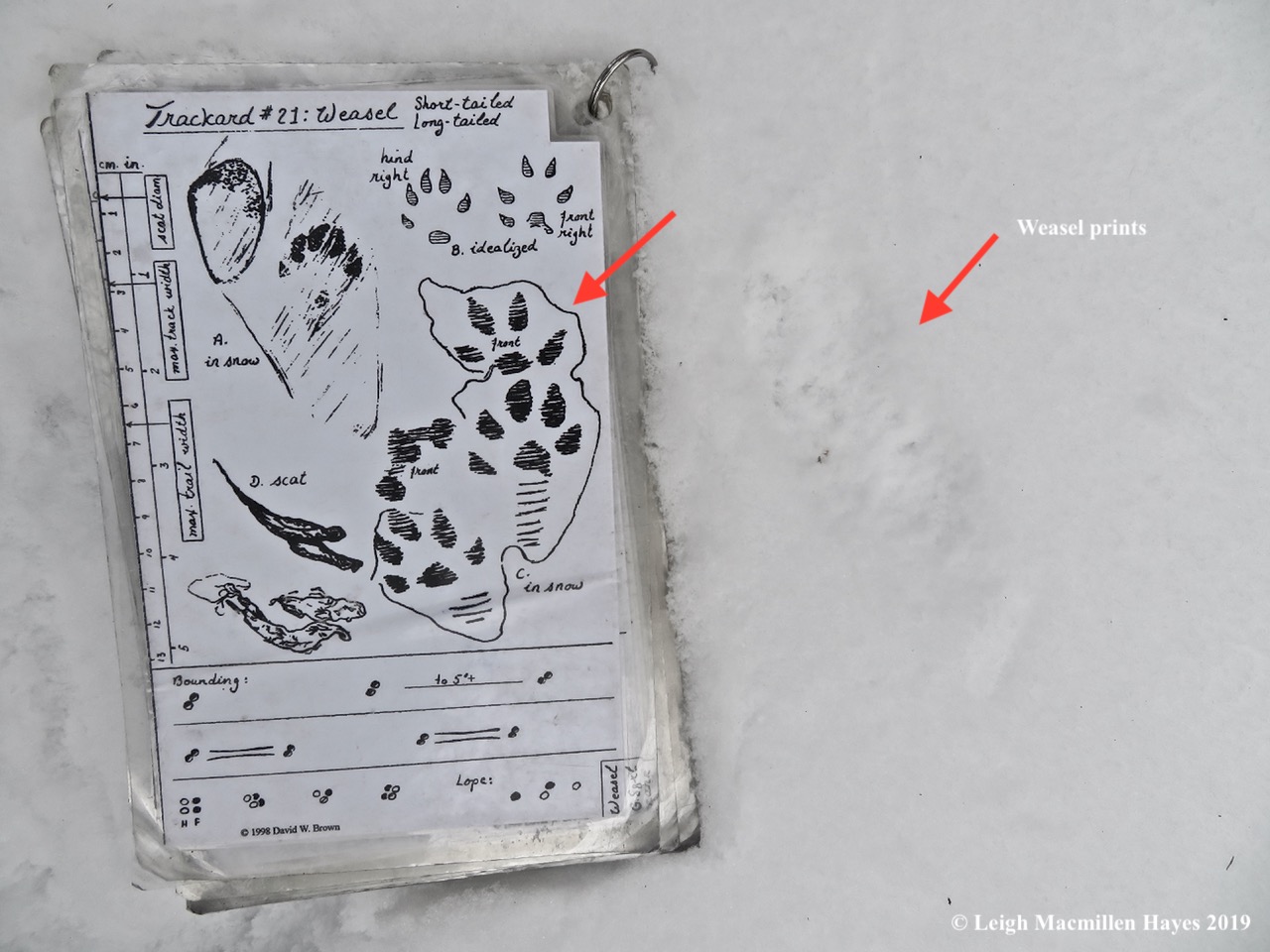 5-weasel-prints.jpg