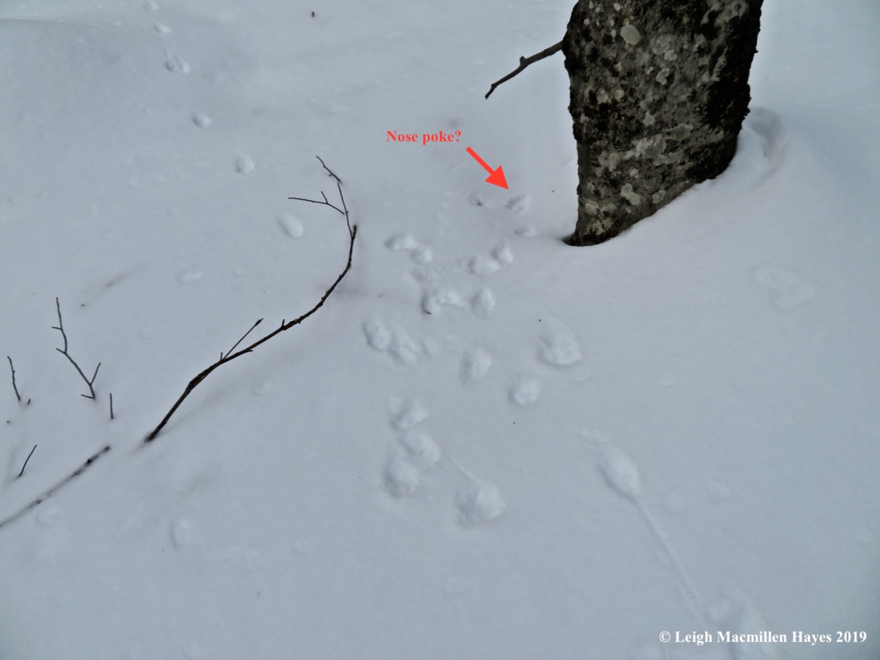 18-following-the-fox.jpg