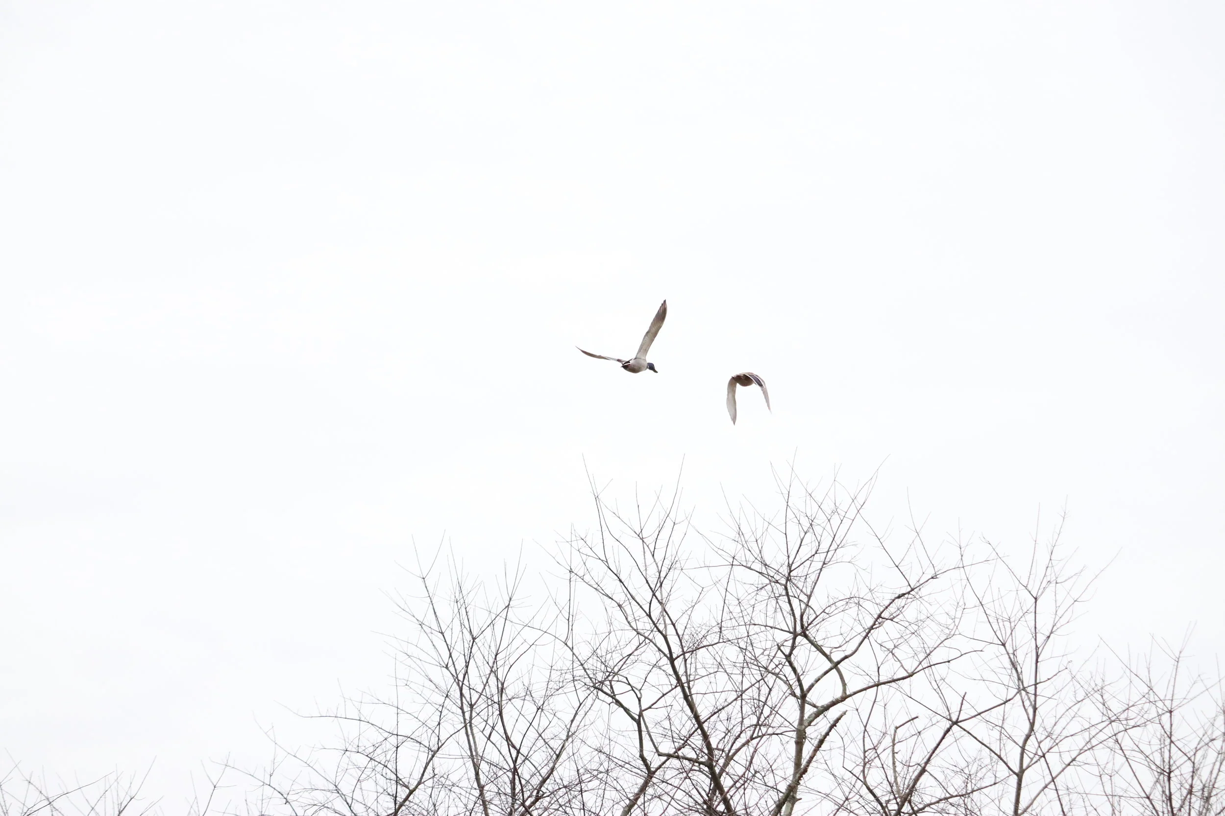 Birds of Namibia by Bonny Boatman