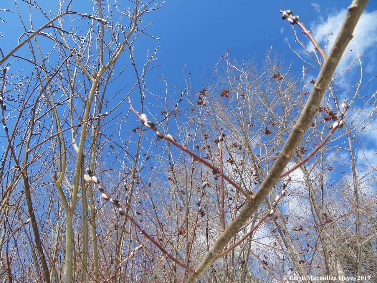 1-pussy-willows.jpg